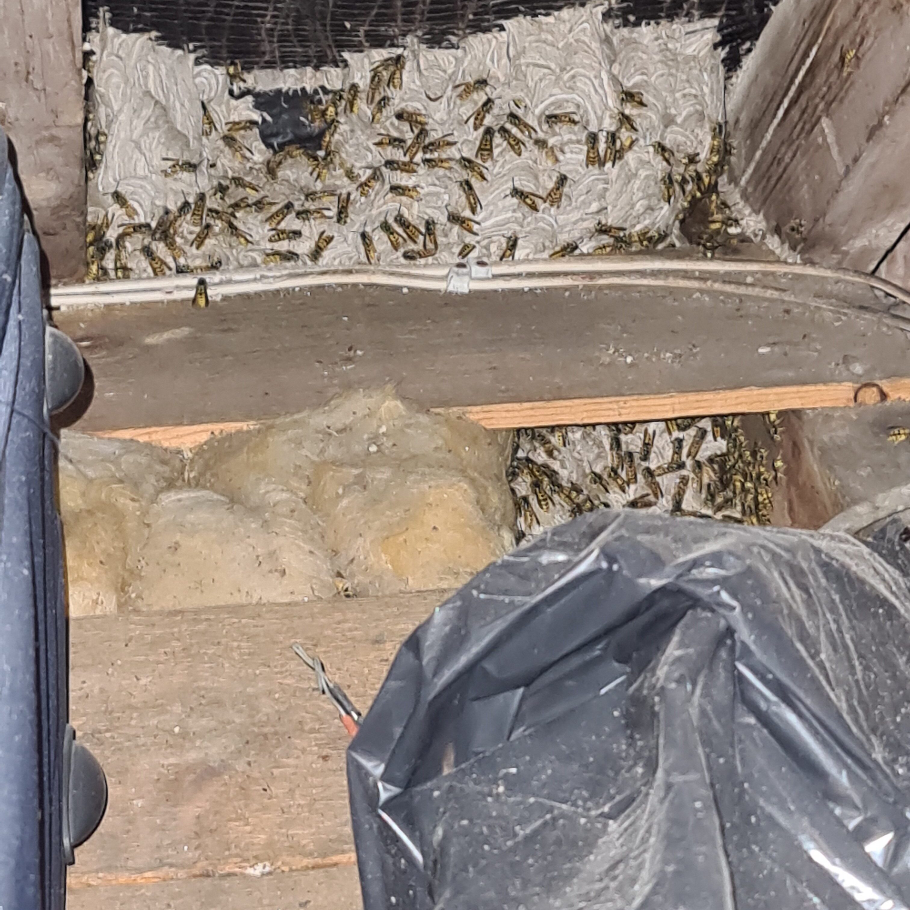 Wasp nest in Loft