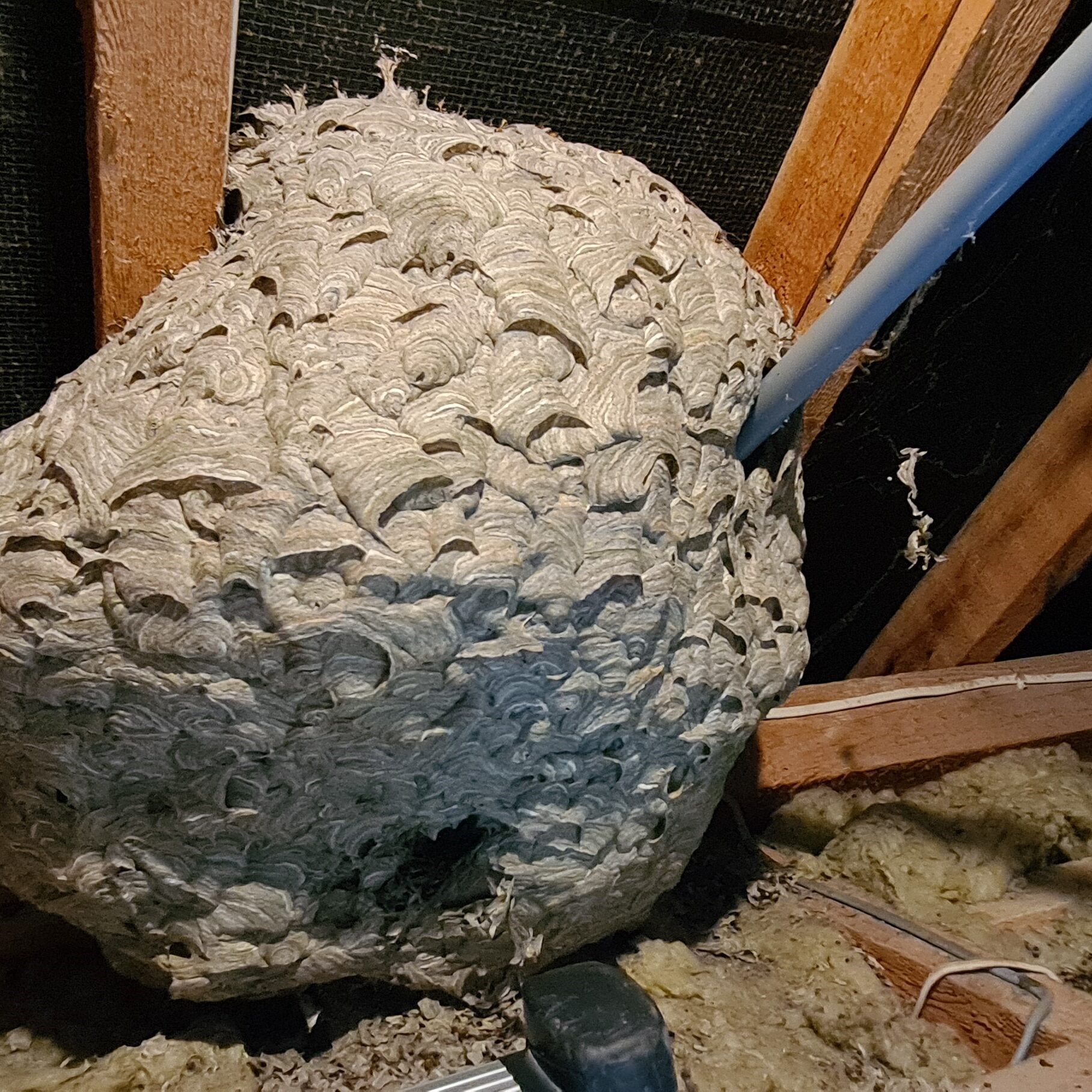 Wasp nest in loft